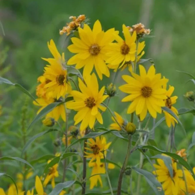 Maximilian’s Sunflower ‘Dakota Sunshine’