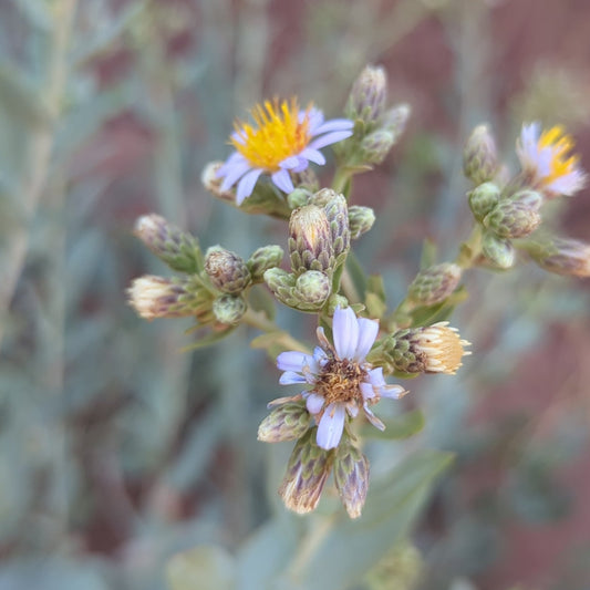 Gray Aster