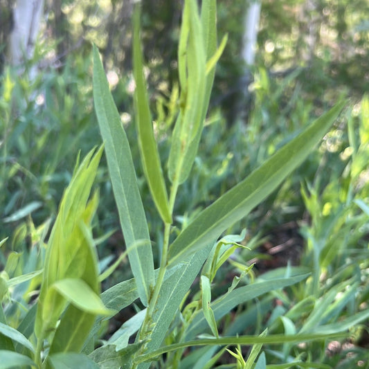 Gray Aster