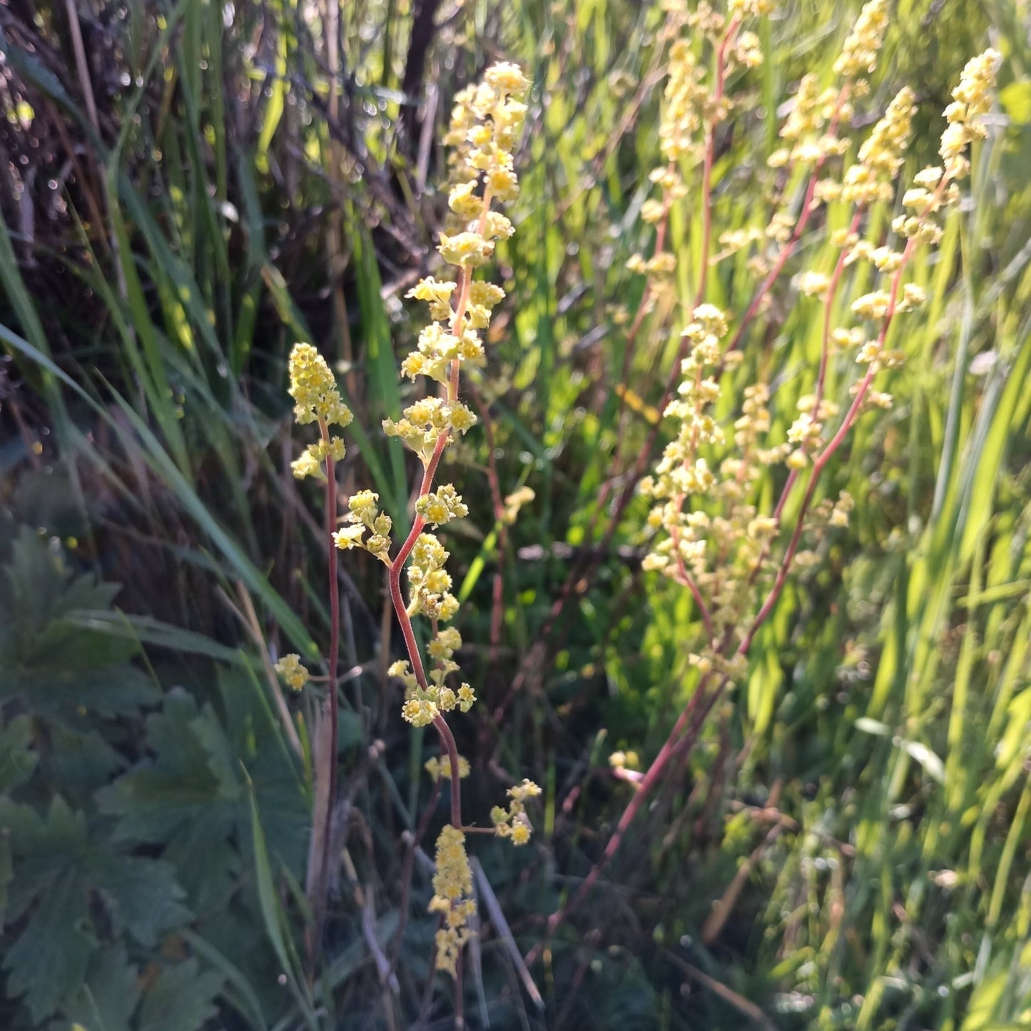 Littleleaf Alumroot