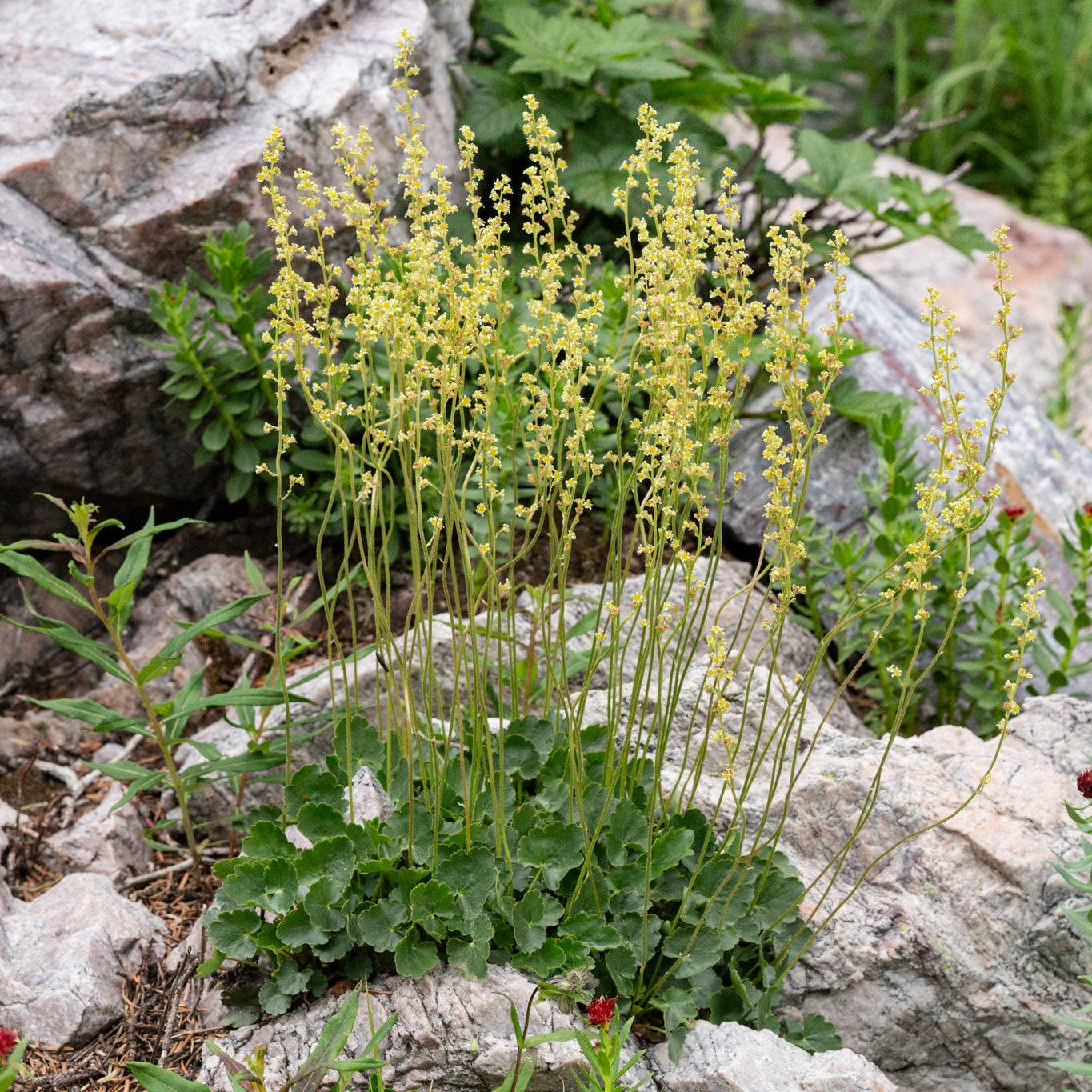 Littleleaf Alumroot