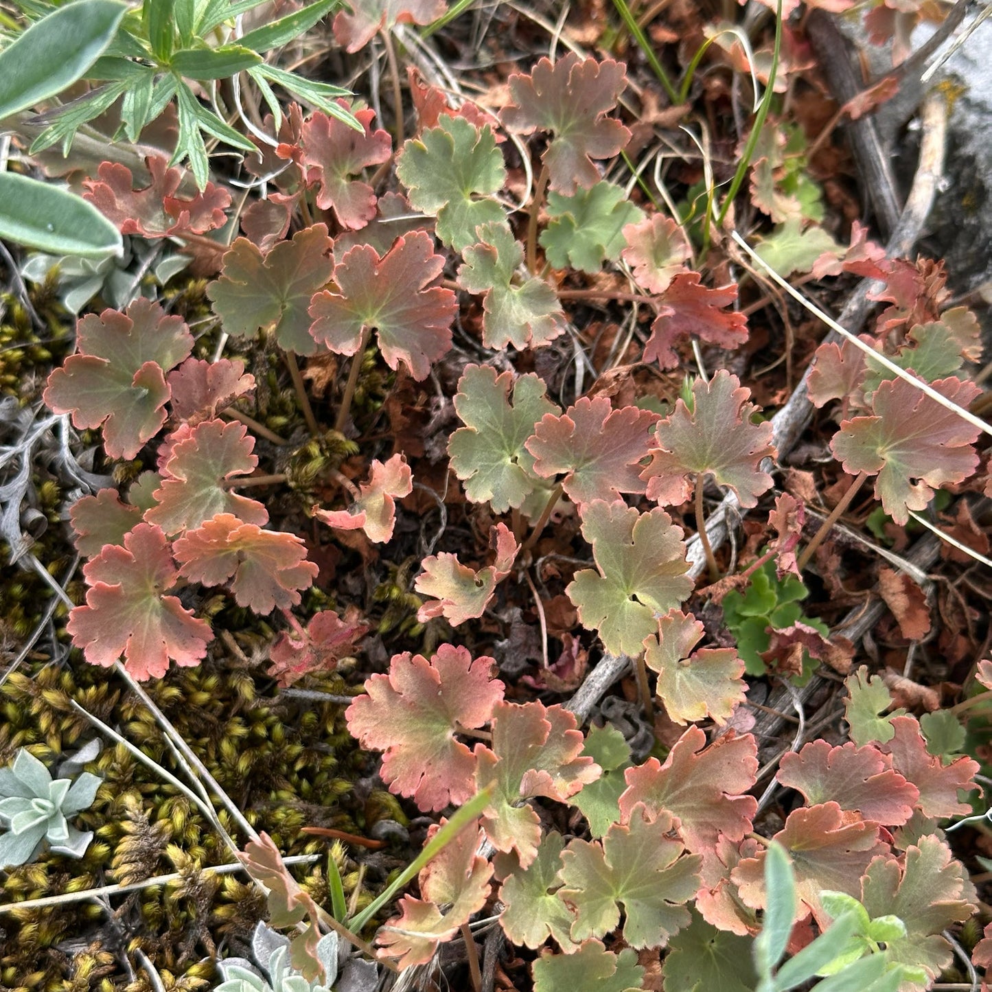 Littleleaf Alumroot