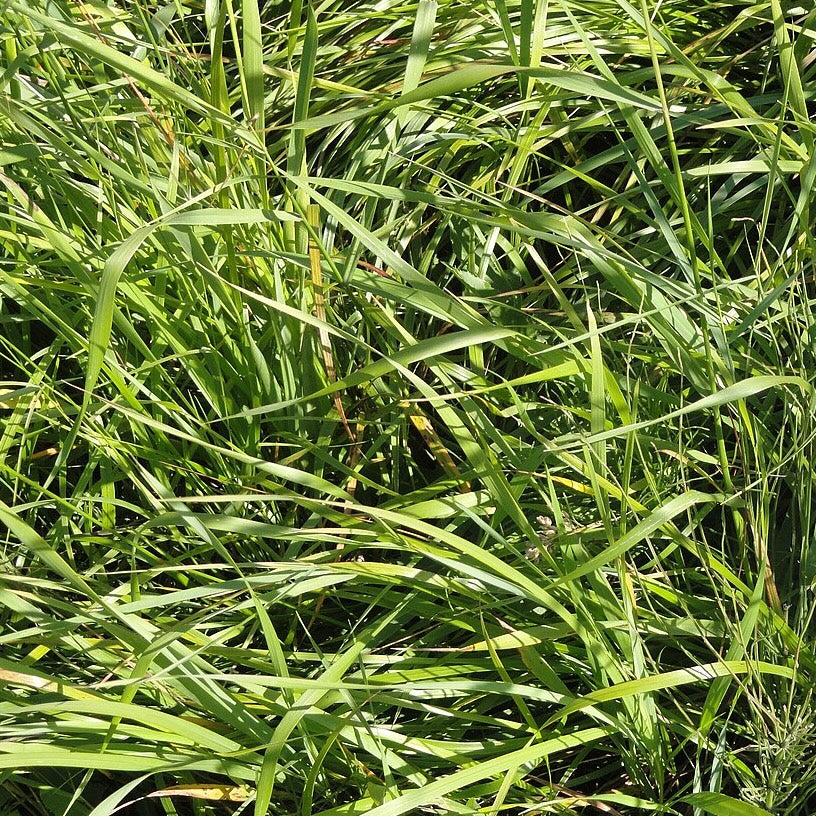 Sweetgrass
