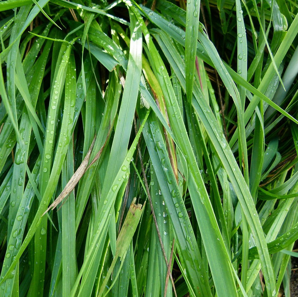 Sweetgrass