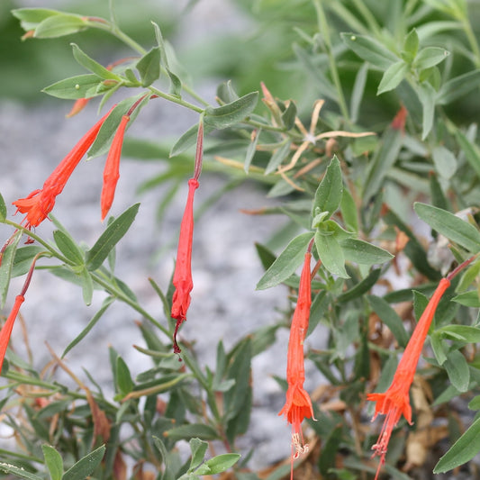 'Firechalice' Hummingbird Trumpet