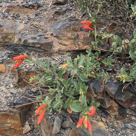 'Firechalice' Hummingbird Trumpet