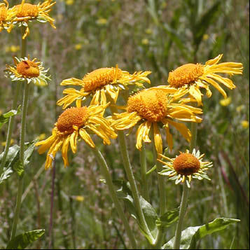 Orange Mountain Daisy