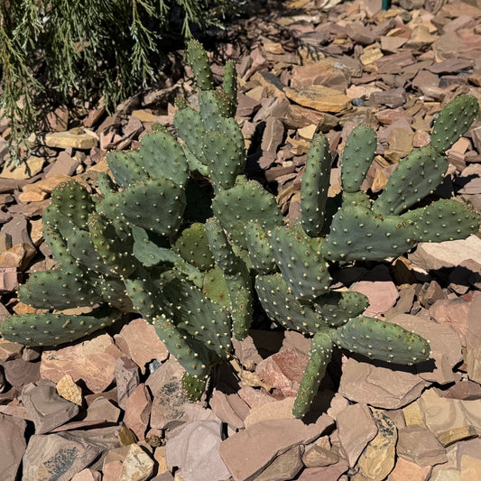 Heil's Beavertail Cactus