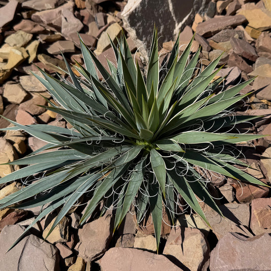 Dwarf Harriman's Yucca