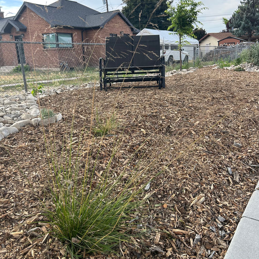 'Goldtau' Tufted Hair Grass
