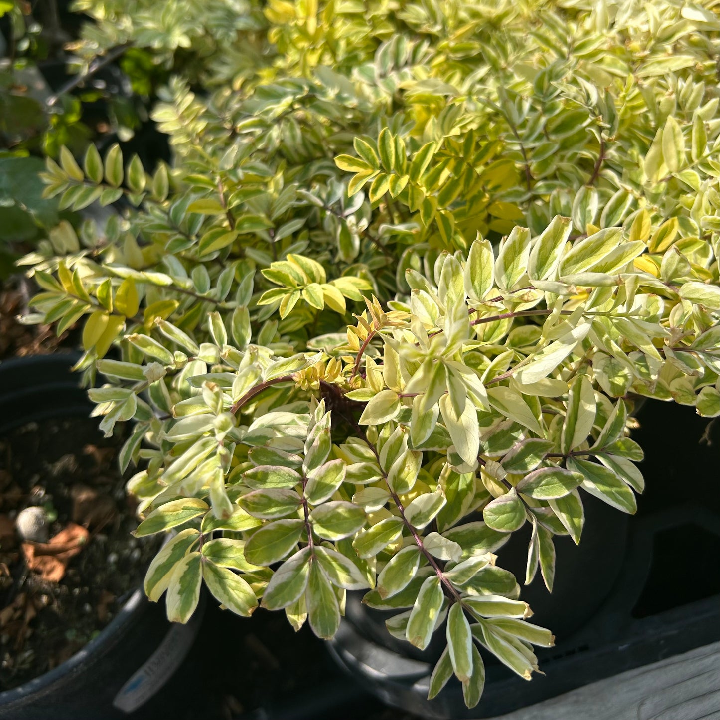 'Golden Feathers' Jacob's Ladder