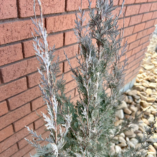 Rocky Mountain Juniper 'Moonglow'