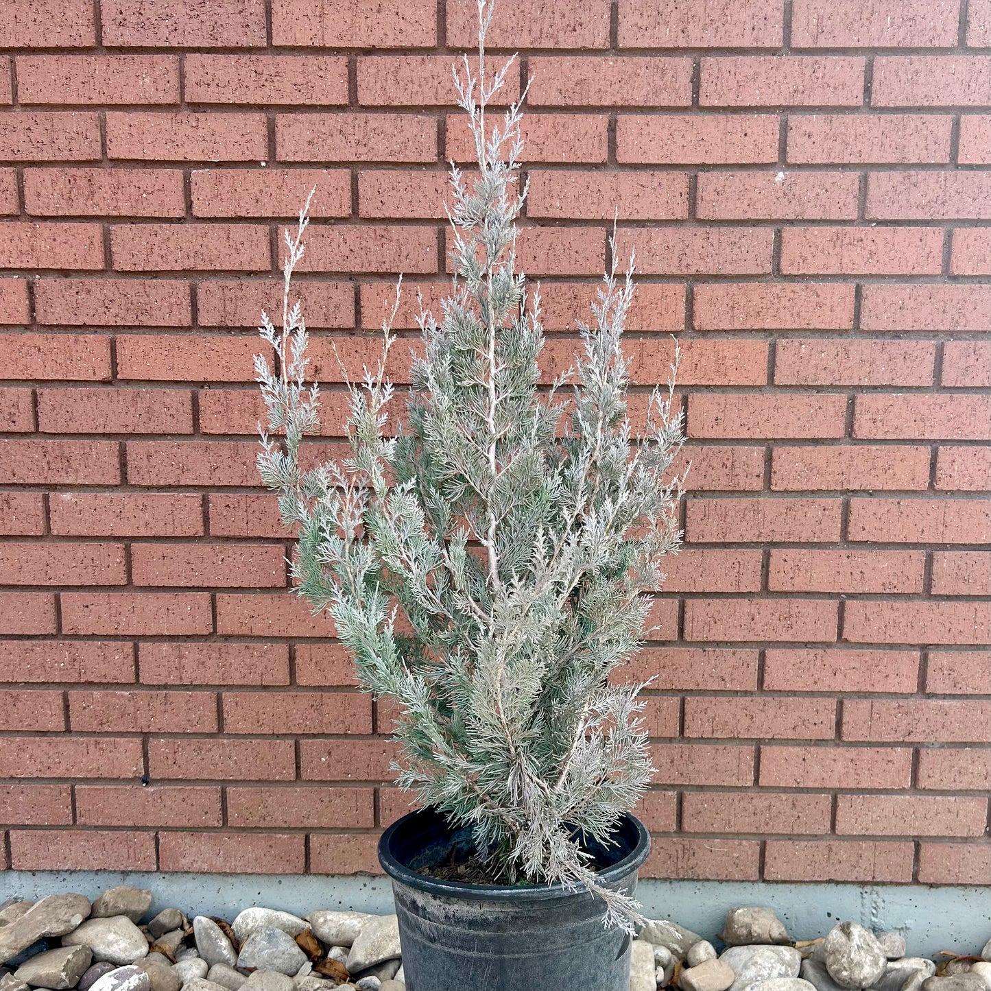 Rocky Mountain Juniper 'Moonglow'