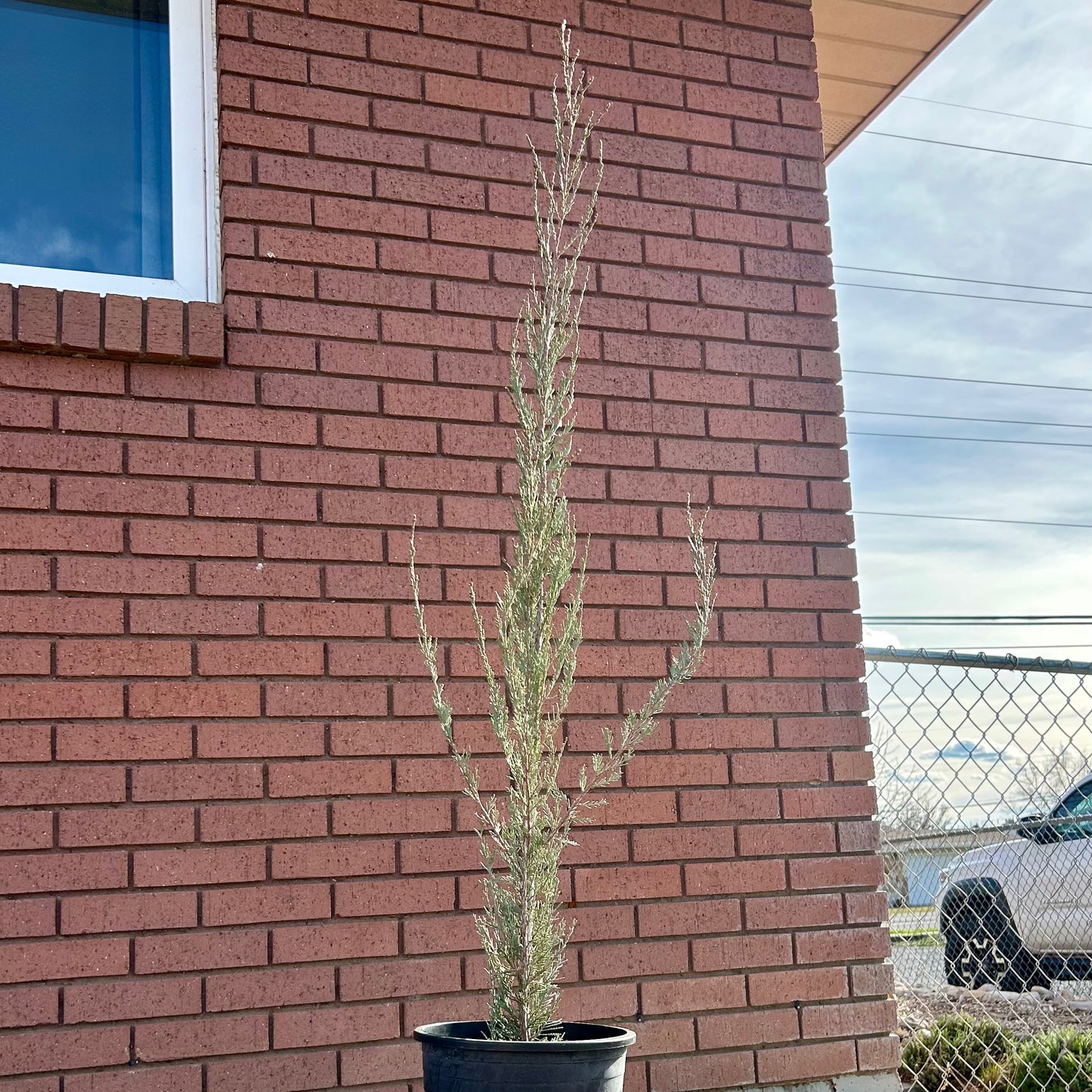 Rocky Mountain Juniper 'Skyrocket'