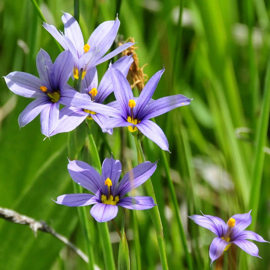 Idaho Blue-eyed Grass