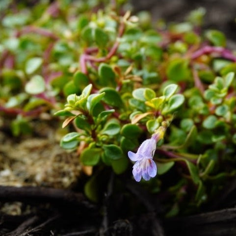Tushar Bluemat Penstemon