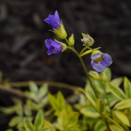 Jacob's Ladder 'Golden Feathers'