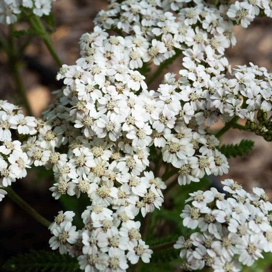 Common Yarrow