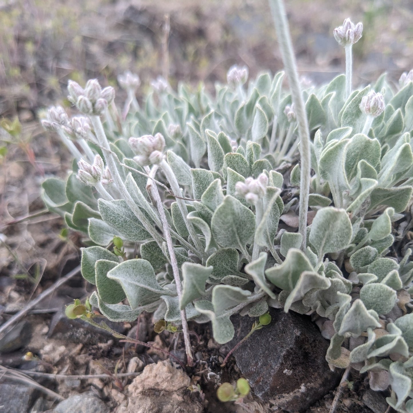 Cushion Buckwheat