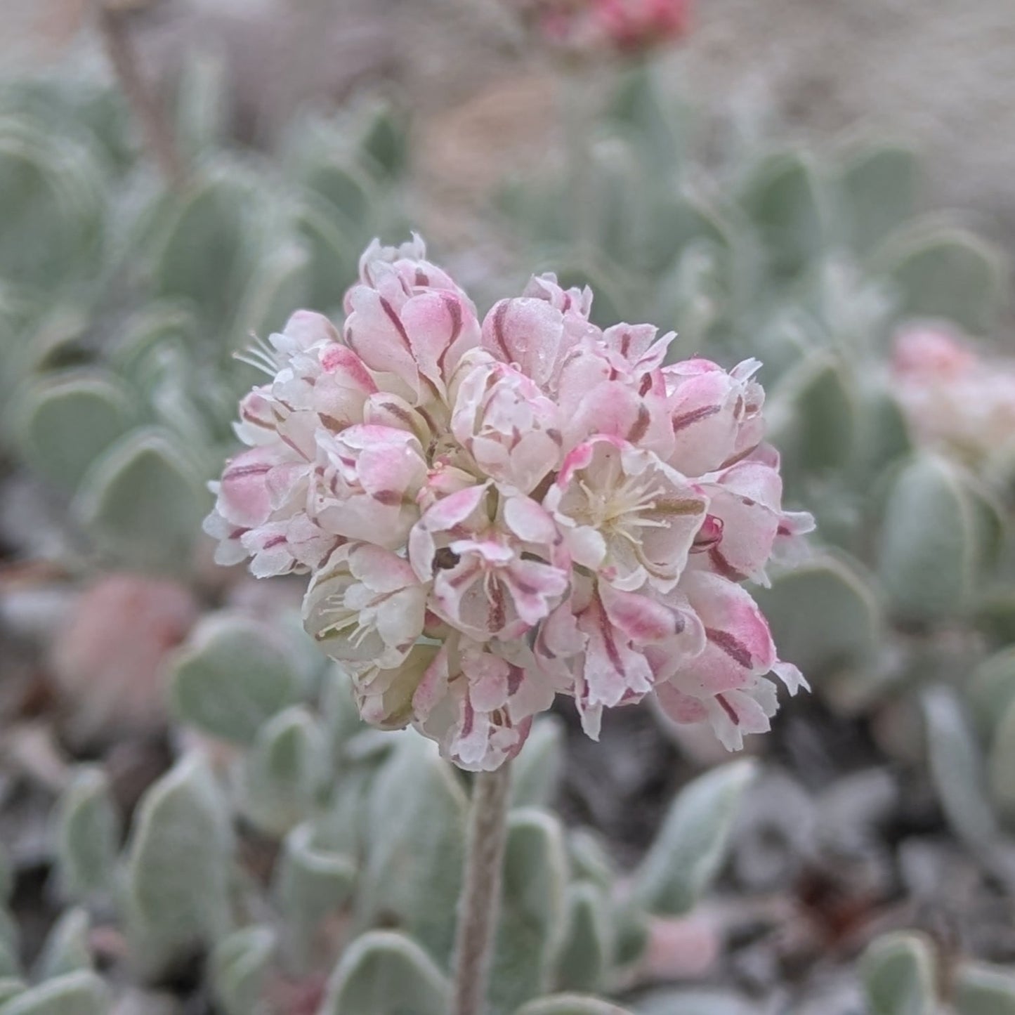 Cushion Buckwheat
