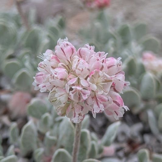 Cushion Buckwheat