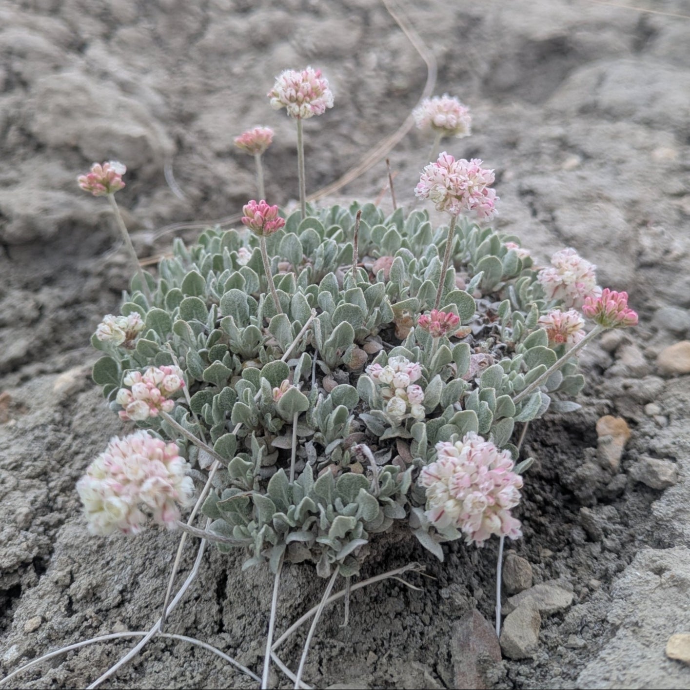 Cushion Buckwheat
