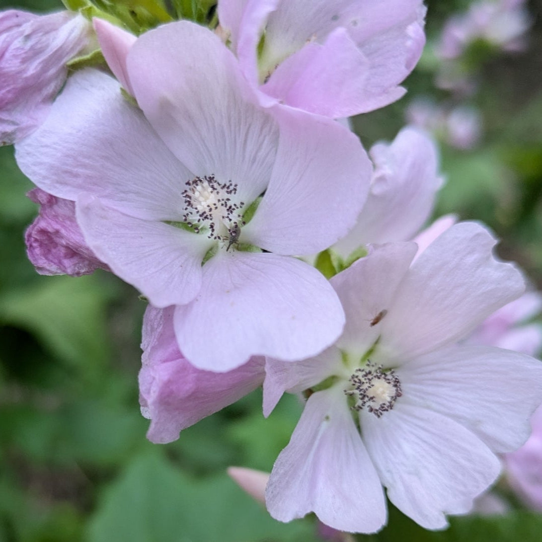 Mountain Hollyhock