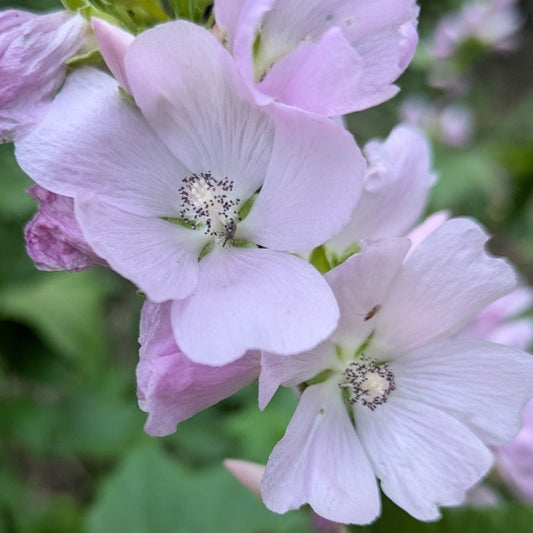 Mountain Hollyhock