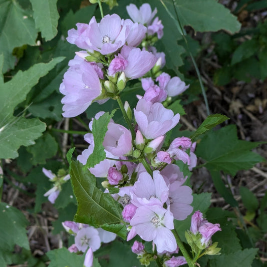 Mountain Hollyhock