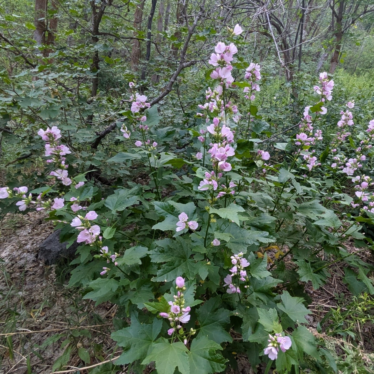 Mountain Hollyhock