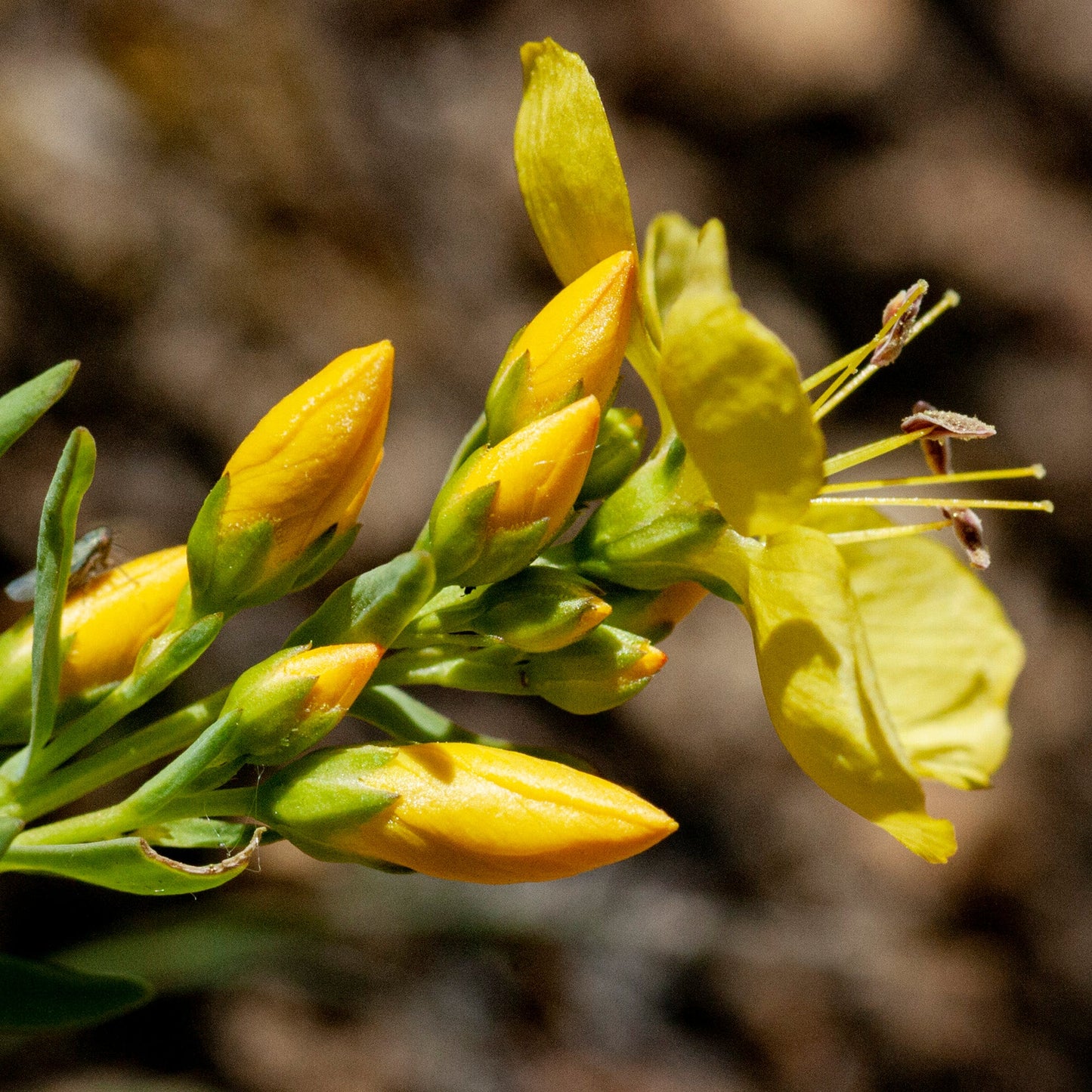 King's Flax