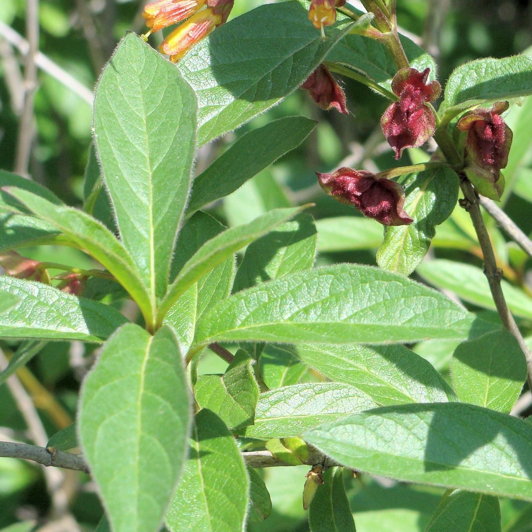 Twinberry Honeysuckle – Native Utah Plants