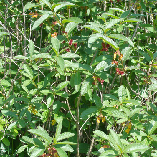 Twinberry Honeysuckle
