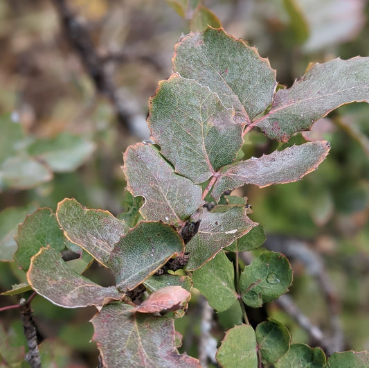 Creeping Oregon Grape