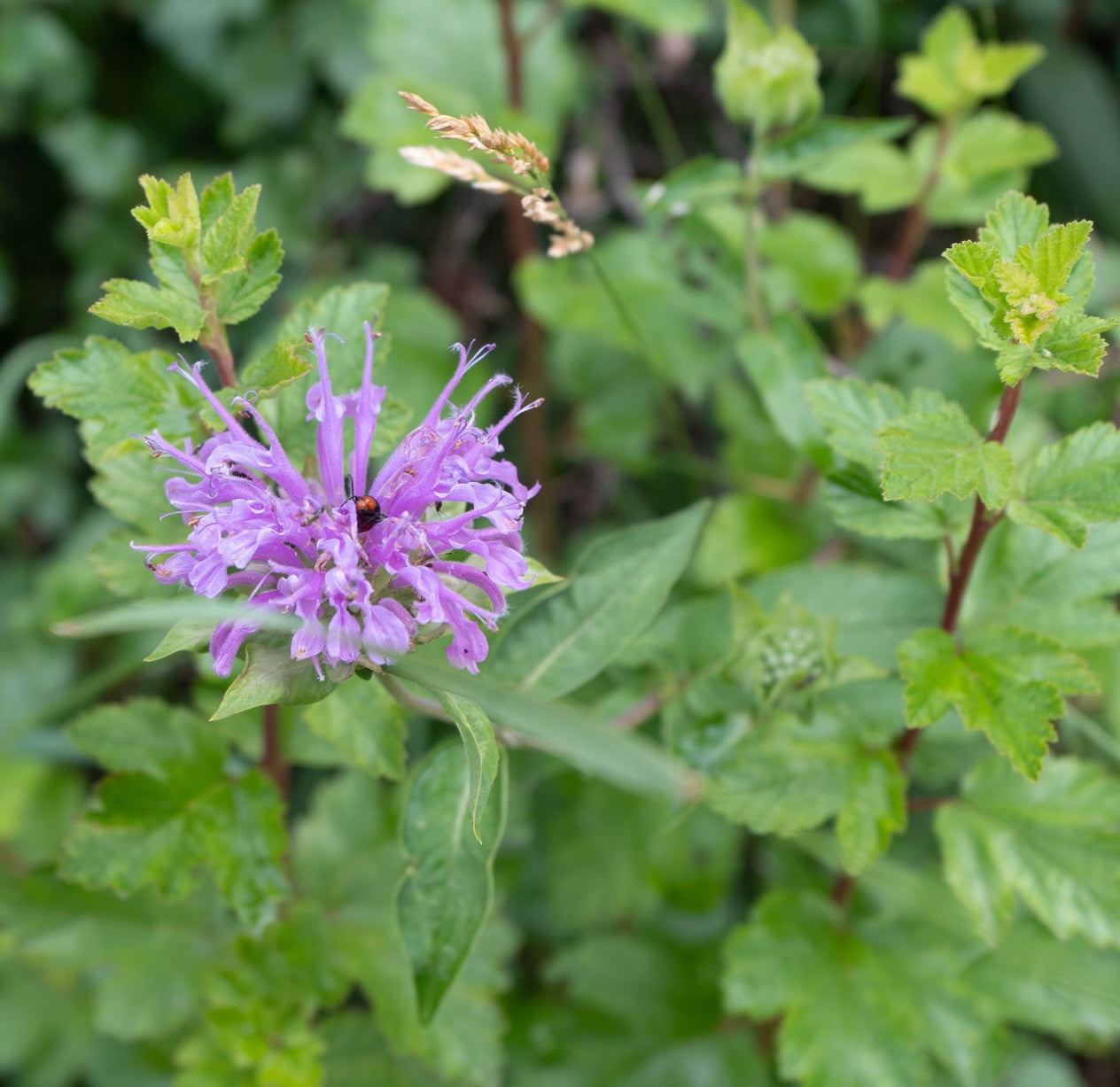 Mintleaf Beebalm