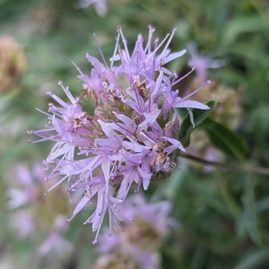 Little Beebalm