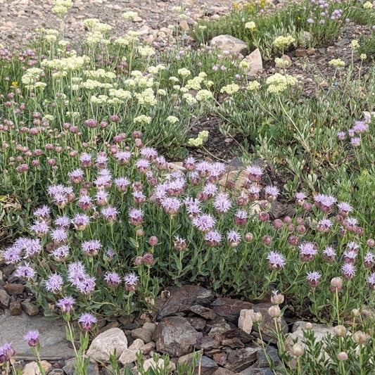 Little Beebalm