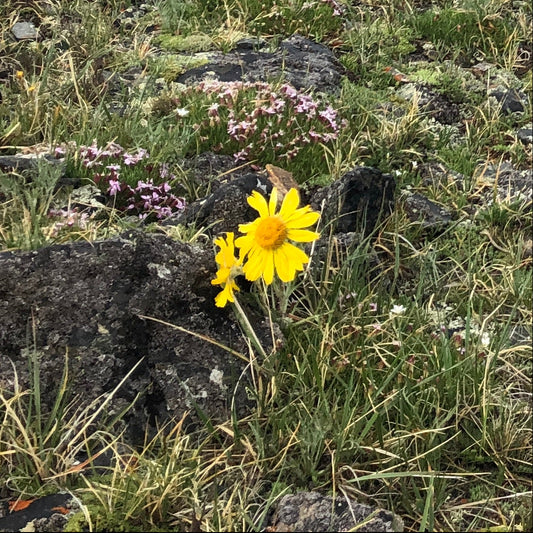 Alpine Sunflower