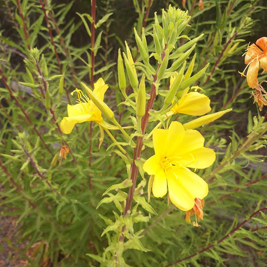 Tall Evening Primrose