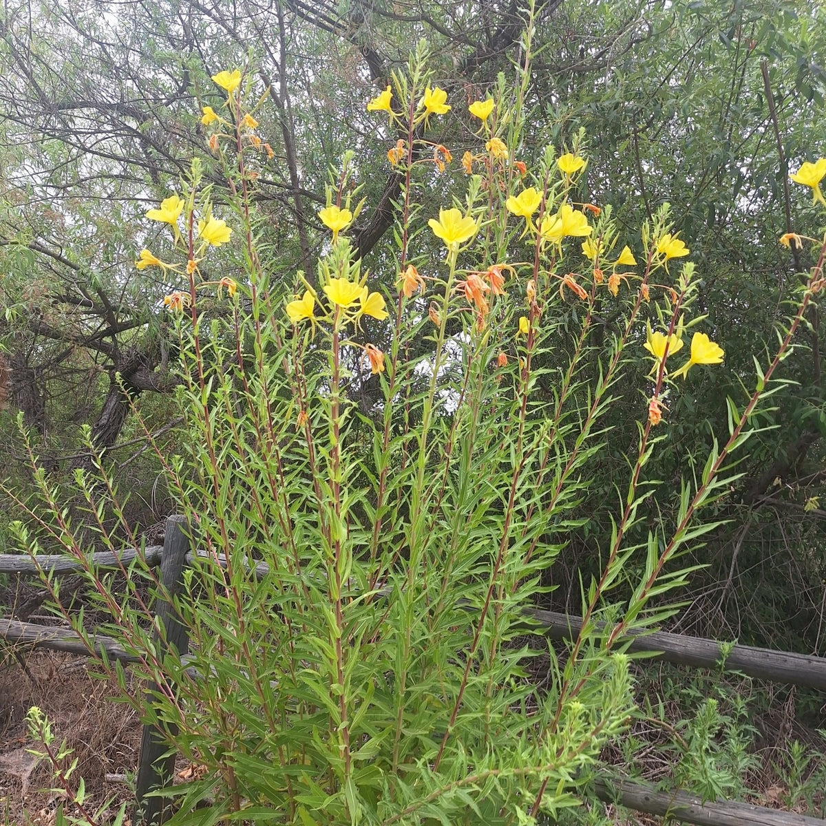 Tall Evening Primrose