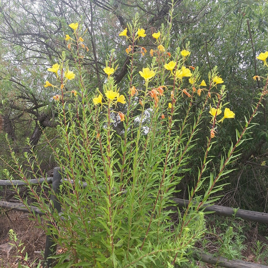 Tall Evening Primrose
