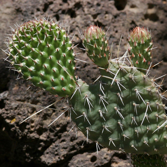 Plains Prickly Pear