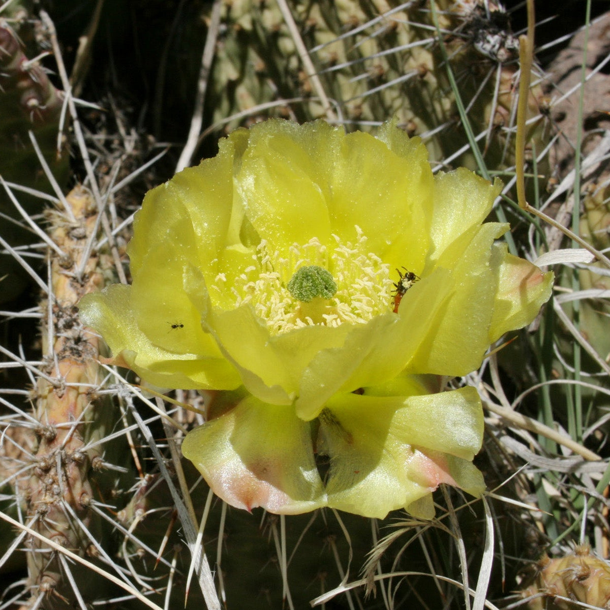 Plains Prickly Pear
