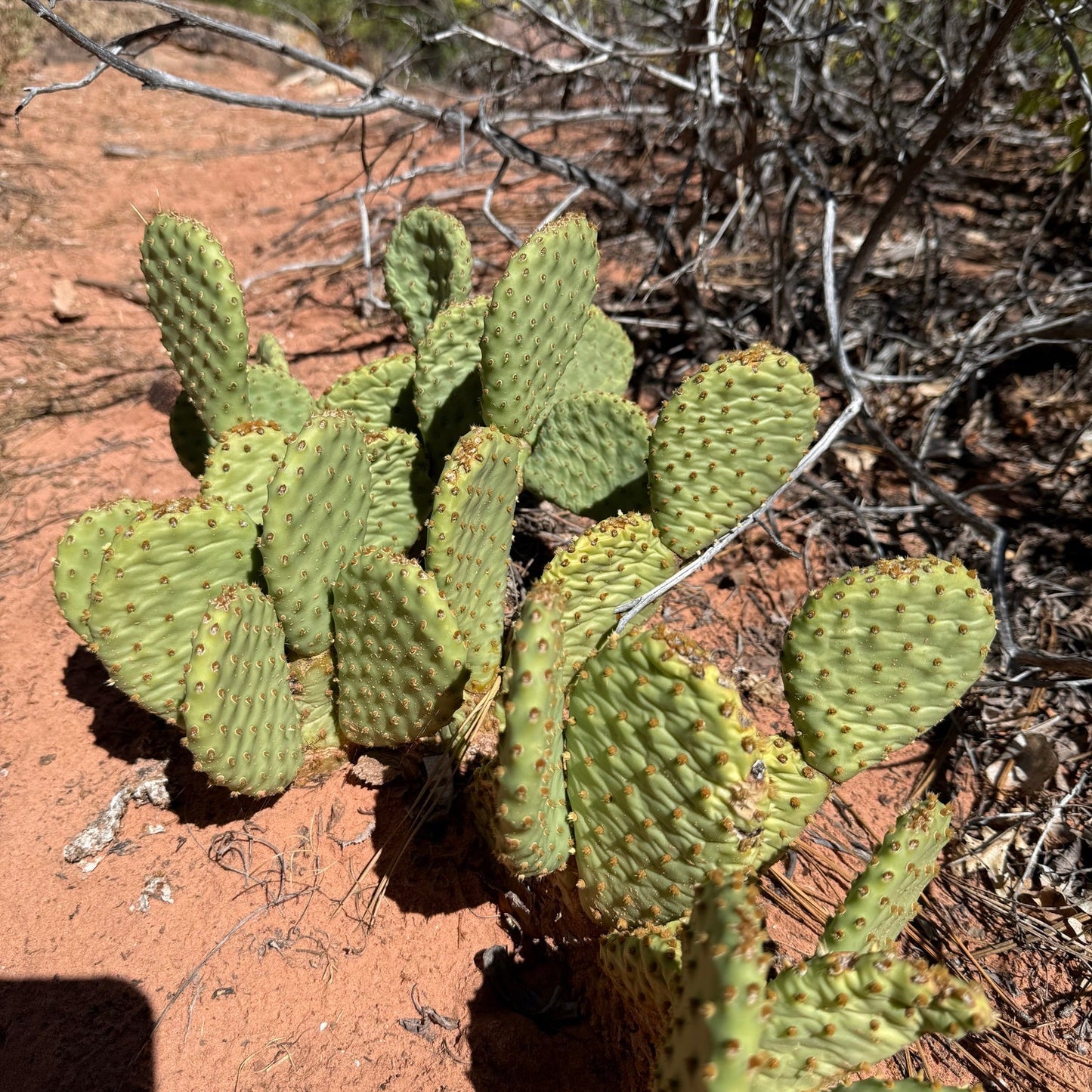 Golden Prickly Pear