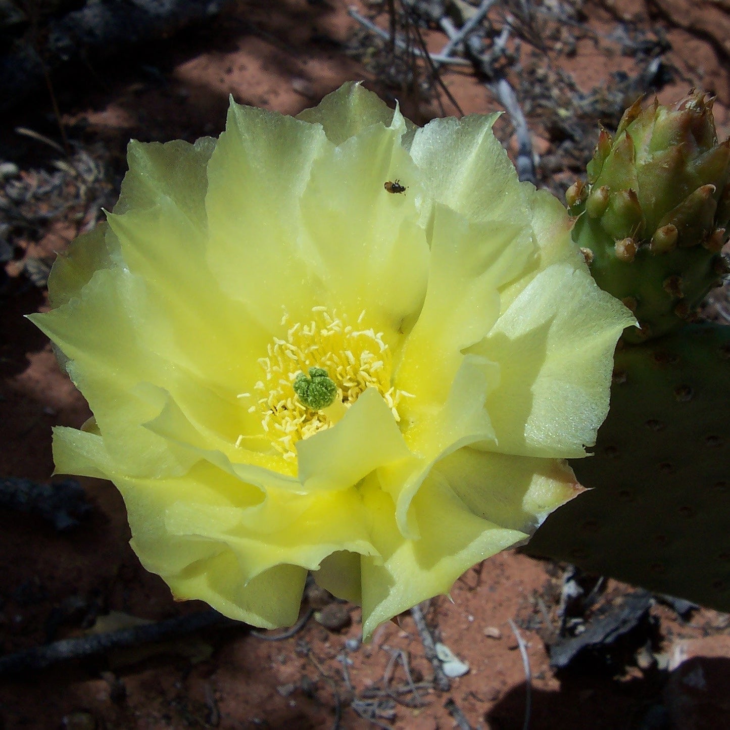 Golden Prickly Pear