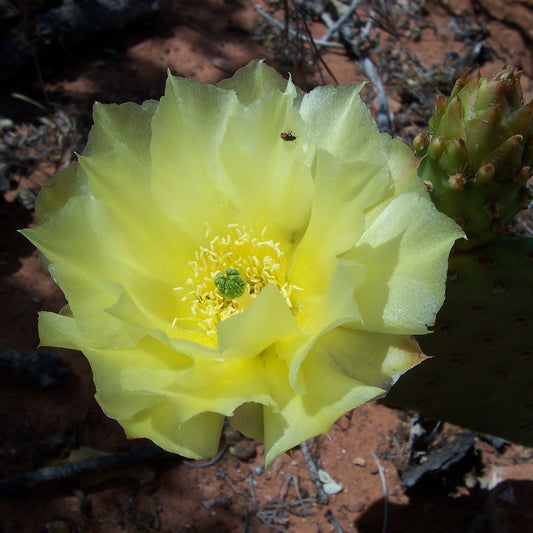 Golden Prickly Pear