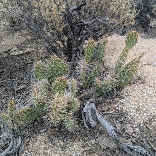 Mojave Prickly Pear