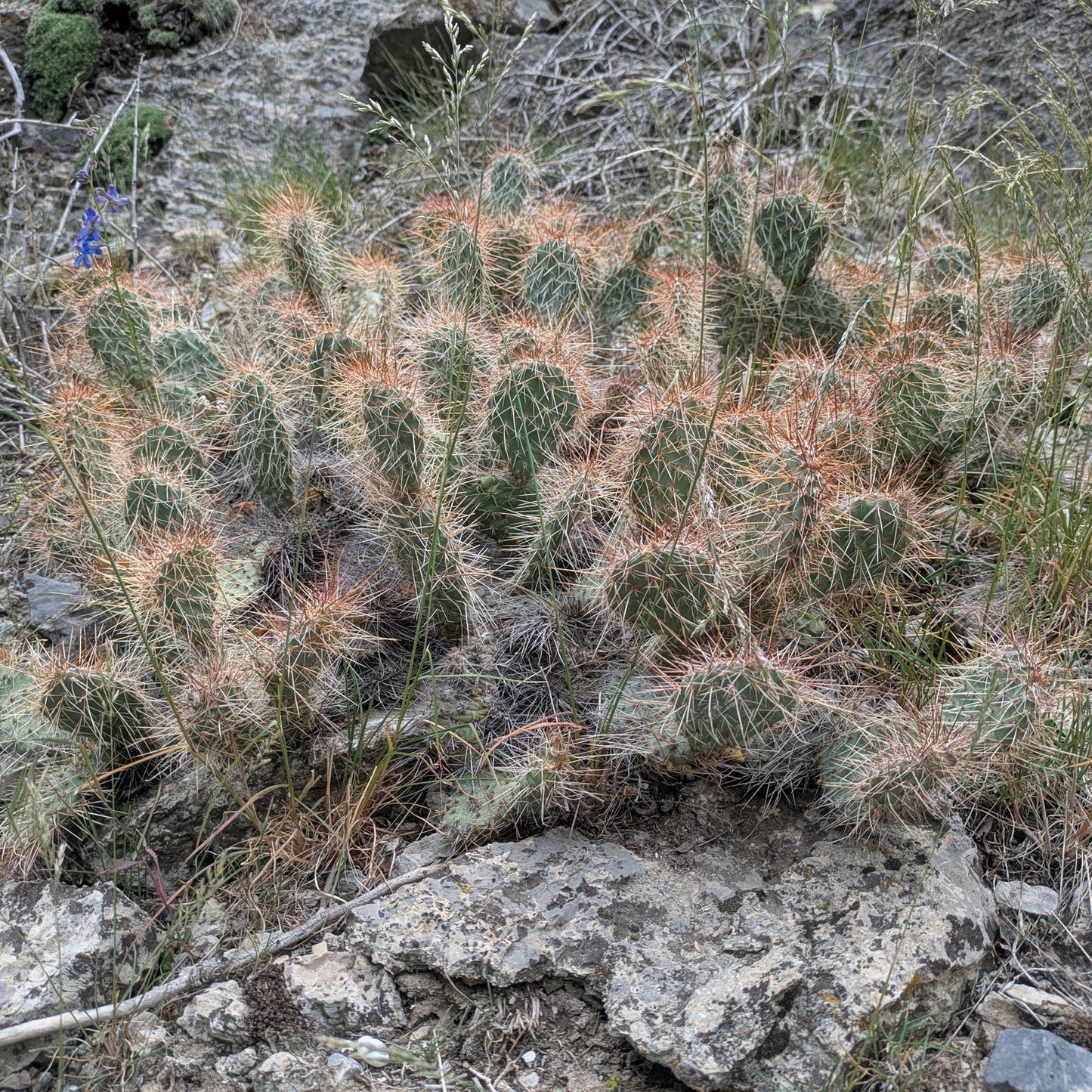 Mojave Prickly Pear