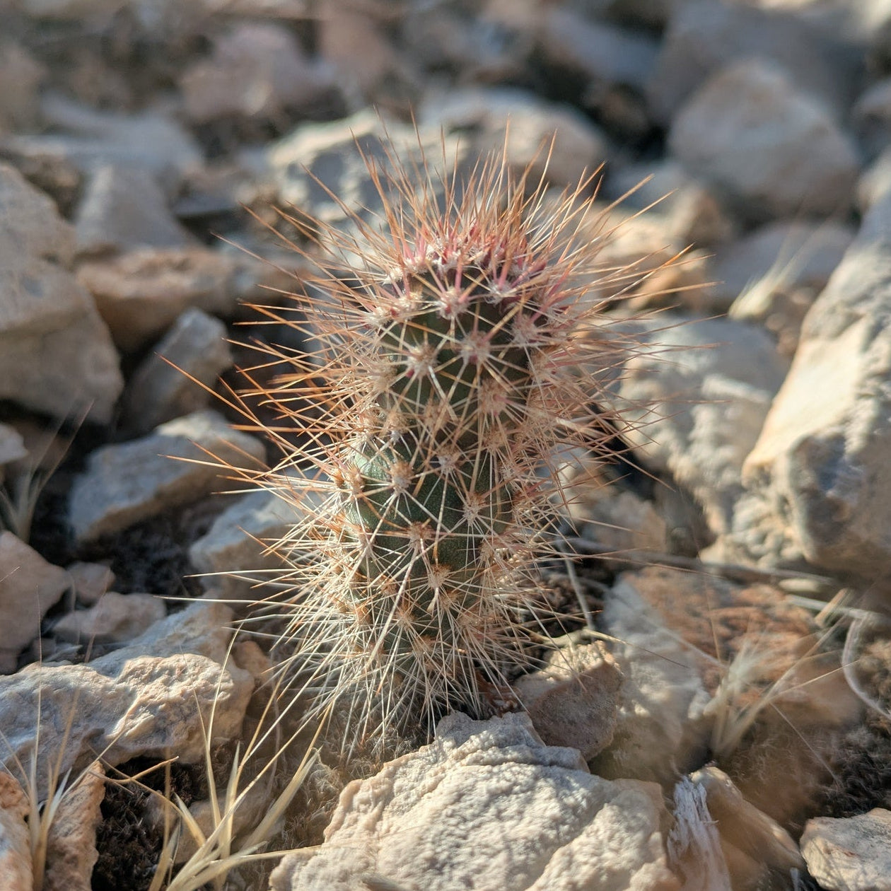 Mojave Prickly Pear