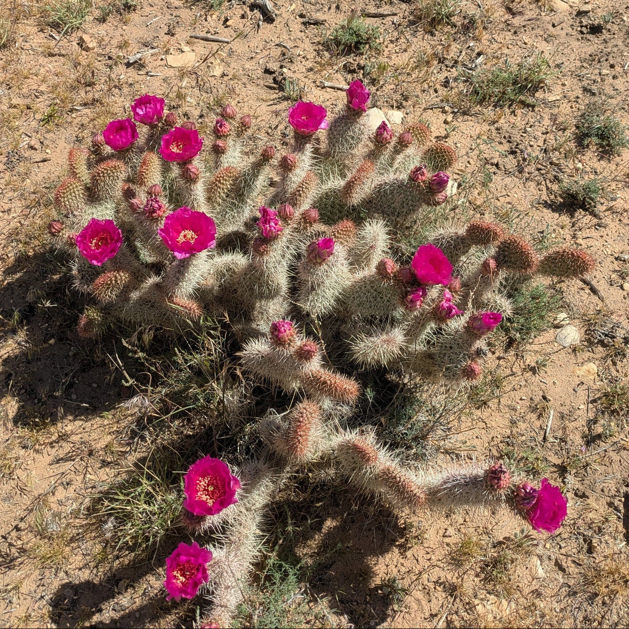 Mojave Prickly Pear